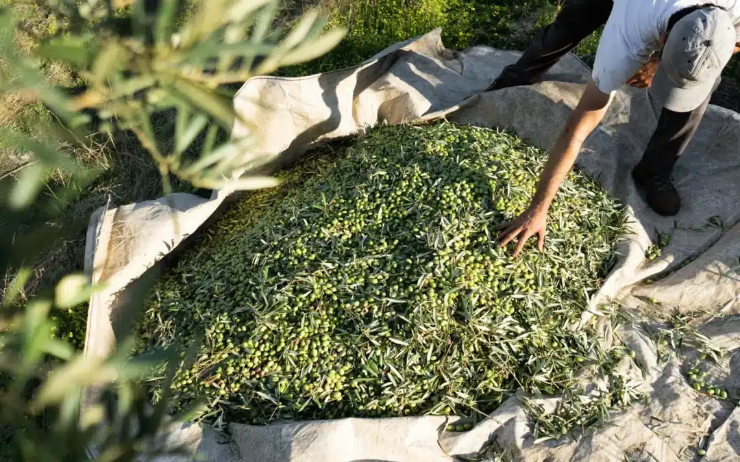 Au Portugal, une saison difficile s’achève sur une détermination plus forte